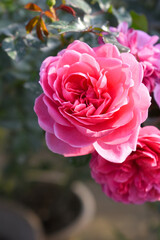 Beautiful pink rose flower closeup in garden, A very beautiful pink yellow rose flower bloomed on the rose tree, Rose flower closeup, bloom flowers, Natural spring flower floral background