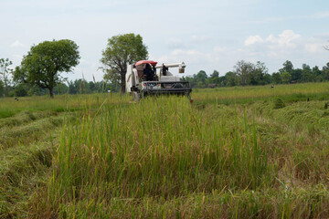 Farmers drive a combine harvester in the rice fields during the rice harvest season in the...