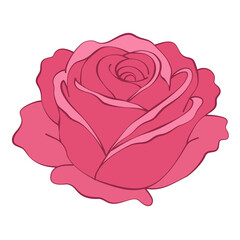 single elegant rose flower on white background. vector illustration