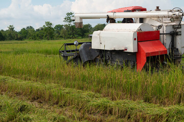 Rice harvesters in the fields according to the rice harvest season of