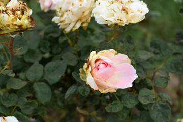 Beautiful pink rose flower closeup in garden, A very beautiful pink yellow rose flower bloomed on the rose tree, Rose flower closeup, bloom flowers, Natural spring flower floral background