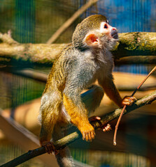 Saimiri sciureus, common squirrel monkey, on a sunny summer day