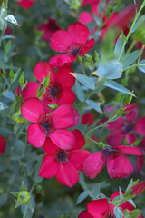 Linum Grandiflorum Rubrum Scarlet Flax bloomed in the garden on a flower bed, Red Linum Grandiflorums closeup in nature, Red flaxs or flowering flaxs, scarlet flax, crimson flax flower head close-up