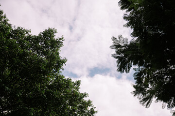 Sky Glimpse Framed by Tree Canopy and Foliage in Peaceful Nature Scene