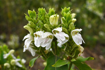 A green Plant of Justicia adhatoda vasica or malabar nut plant in selective focus and background blur, the white Justicia adhatoda blossom in spring, Chakwal, Punjab, Pakistan