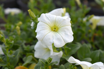 White petunias in the garden, Petunia, Close up of white Petunia flower in the garden, Petunia flower and blurred background, Background of white petunia flowers, spring flower Closeup.