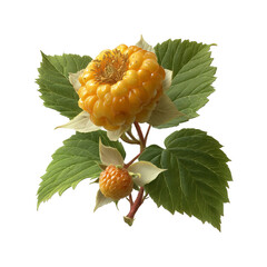 Close-up of a Cloudberry Plant with Ripe Berries and Lush Green Leaves