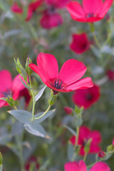 Fototapeta premium Linum Grandiflorum Rubrum Scarlet Flax bloomed in the garden on a flower bed, Red Linum Grandiflorums closeup in nature, Red flaxs or flowering flaxs, scarlet flax, crimson flax flower head close-up