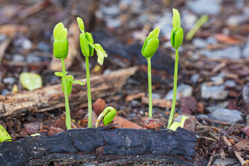 Close-up macro of seedling,Close Up. Spring Garden Work Concept. Beautiful Agriculture At Springtime Green Seedling. Green Shoots In Spring. Plantings Grow.