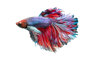 Colorful red heart design on a siamese fighting fish, an isolated animal object on a white background