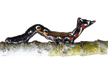 Black butterfly caterpillar sits on a branch on a white background.