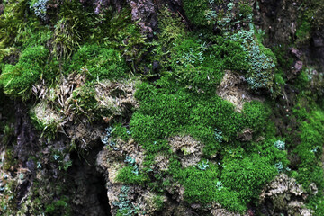 green moss in the forest in spring
