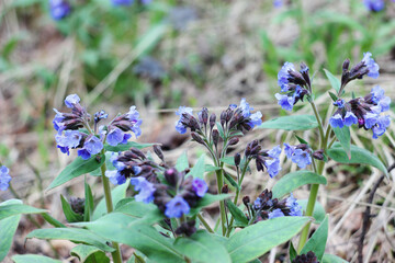 purple forest flowers lungwort grow in spring in the forest