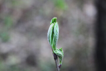 New leaves appear on the tree branch