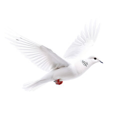 Obraz premium A pristine white dove soars gracefully in flight, with open wings against a dark background