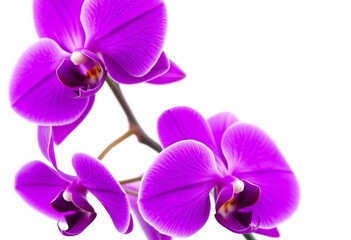 Obraz premium Vivid purple orchids, petals unfurled, isolated on pure white, summer, detail