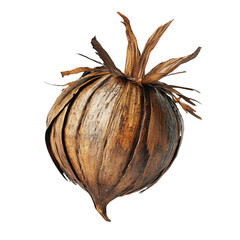Dried bulb plant abstract art colorful background