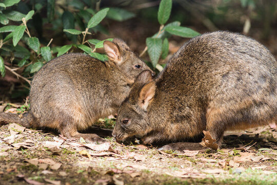 two shy wallaroos
