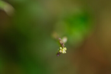 Macro shot of wild plant at the field