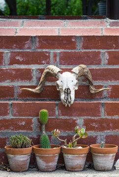 Cactus pots with a skull against a brick wall
