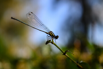 Dragonfly on the twigs and Leaf in Garden.