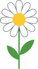 White daisy illustration