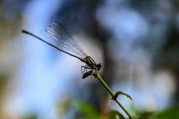 Dragonfly on the twigs and Leaf in Garden.