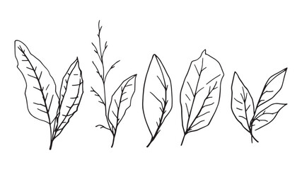 tea leaf line art simple elegant design