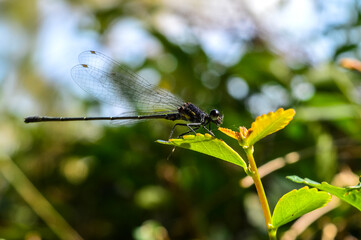 Dragonfly on the twigs and Leaf in Garden.