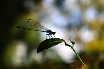 Dragonfly on the twigs and Leaf in Garden.