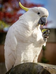 The nominate sub species of the sulphur-crested cockatoo, the Greater sulphur-crested cockatoo (Cacatua galerita galerita) in Katoomba, New South Wales, Australia.