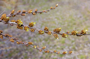 Larch twig displaying fresh buds in early spring with natural background