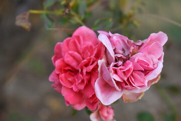 Beautiful pink rose flower closeup in garden, A very beautiful pink yellow rose flower bloomed on the rose tree, Rose flower closeup, bloom flowers, Natural spring flower floral background