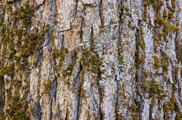 Ancient oak bark adorned with lush green moss and intricate textures