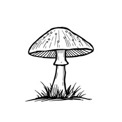 Hand drawn line art mushroom illustration