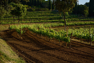 terrestrial plant of the Grapevine family in an agricultural landscape