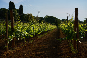 terrestrial plant of the Grapevine family in an agricultural landscape