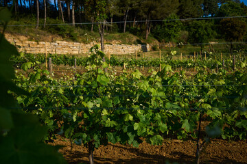 terrestrial plant of the Grapevine family in an agricultural landscape