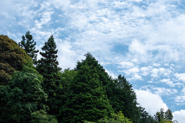 初夏の青空と緑豊かな針葉樹林の風景