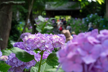 紫陽花と緑に囲まれた参道を歩く人々の風景