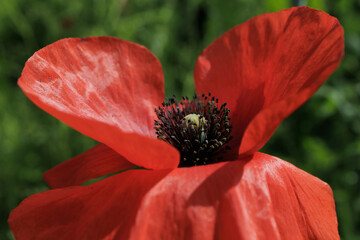 Papaver poppy flower close up delicate petals characteristic