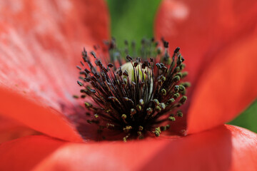Papaver poppy flower close up delicate petals characteristic