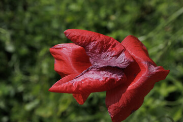 Papaver poppy flower close up delicate petals characteristic