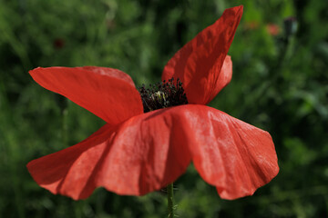 Papaver poppy flower close up delicate petals characteristic