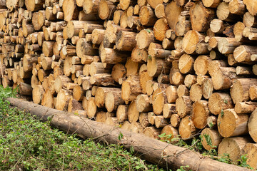 Pile of felled trees or stack of logs in a forest, deforestation industry