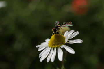 Daisy flower close up delicate petals characteristic nature naturalistic