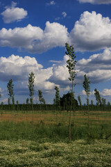 Po Valley landscape trees flowers sky horizon sun intense summer