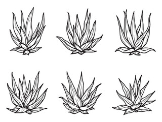 Aloe Vera line art vector illustration