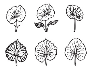Anthurium line art vector illustration