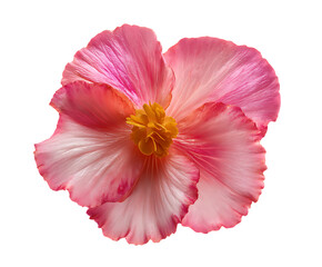 Beautiful Begonia petals